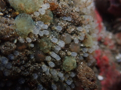 Pycnoclavella stanleyi