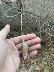 Callosamia promethea