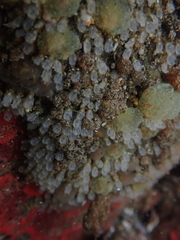 Pycnoclavella stanleyi