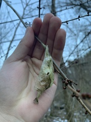 Callosamia promethea