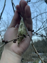 Callosamia promethea