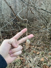 Callosamia promethea