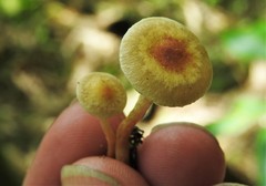 Hypholoma subviride