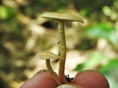 Hypholoma subviride