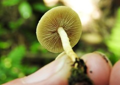 Hypholoma subviride