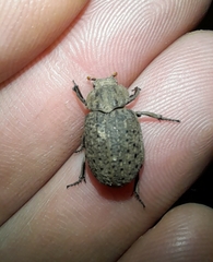 Coleoptera