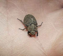 Coleoptera