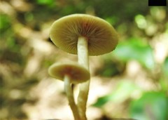 Hypholoma subviride