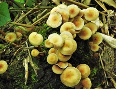 Hypholoma subviride