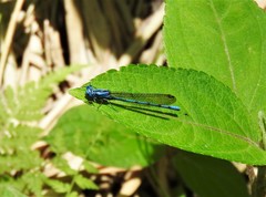 Argia fissa