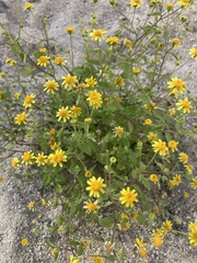 Perityle cuneata marginata