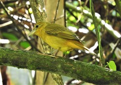 Piranga rubra