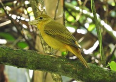 Piranga rubra