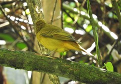 Piranga rubra