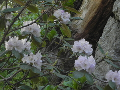 Rhododendron