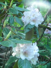 Rhododendron