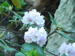 Rhododendron
