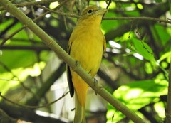 Piranga rubra