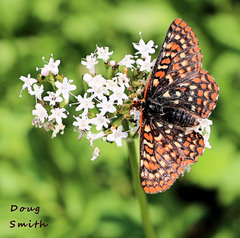 Euphydryas editha