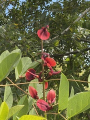 Erythrina crista-galli