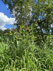 Erythrina crista-galli