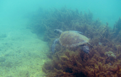 Chelonia mydas