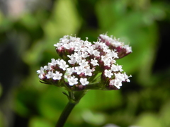 Valeriana