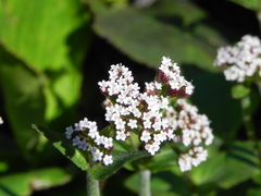 Valeriana