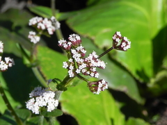 Valeriana