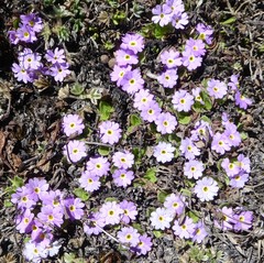 Primula walshii