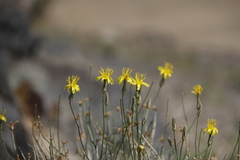 Lipschitzia divaricata