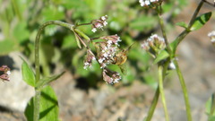 Valeriana