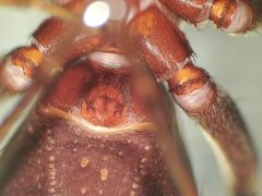 Castianeira walsinghami