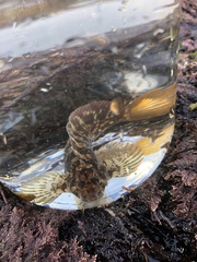 Hypsoblennius gilberti