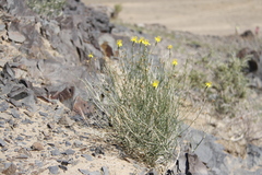 Lipschitzia divaricata