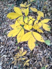 Carya ovata mexicana