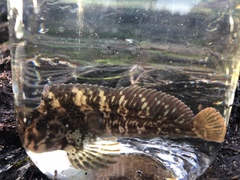 Hypsoblennius gilberti