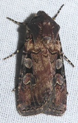 Euxoa basalis