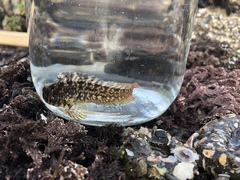 Hypsoblennius gilberti