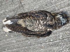 Antrostomus arizonae