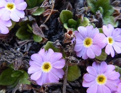 Primula walshii