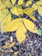Carya ovata mexicana