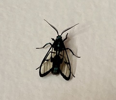 Syntrichura virens