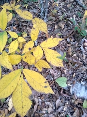 Carya ovata mexicana