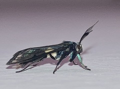 Syntrichura virens