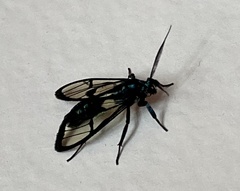 Syntrichura virens