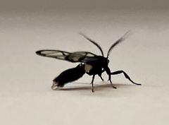 Syntrichura virens