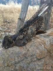 Antrostomus arizonae