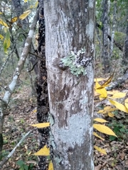 Carya ovata mexicana