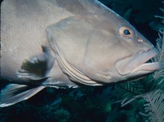 Epinephelus striatus
